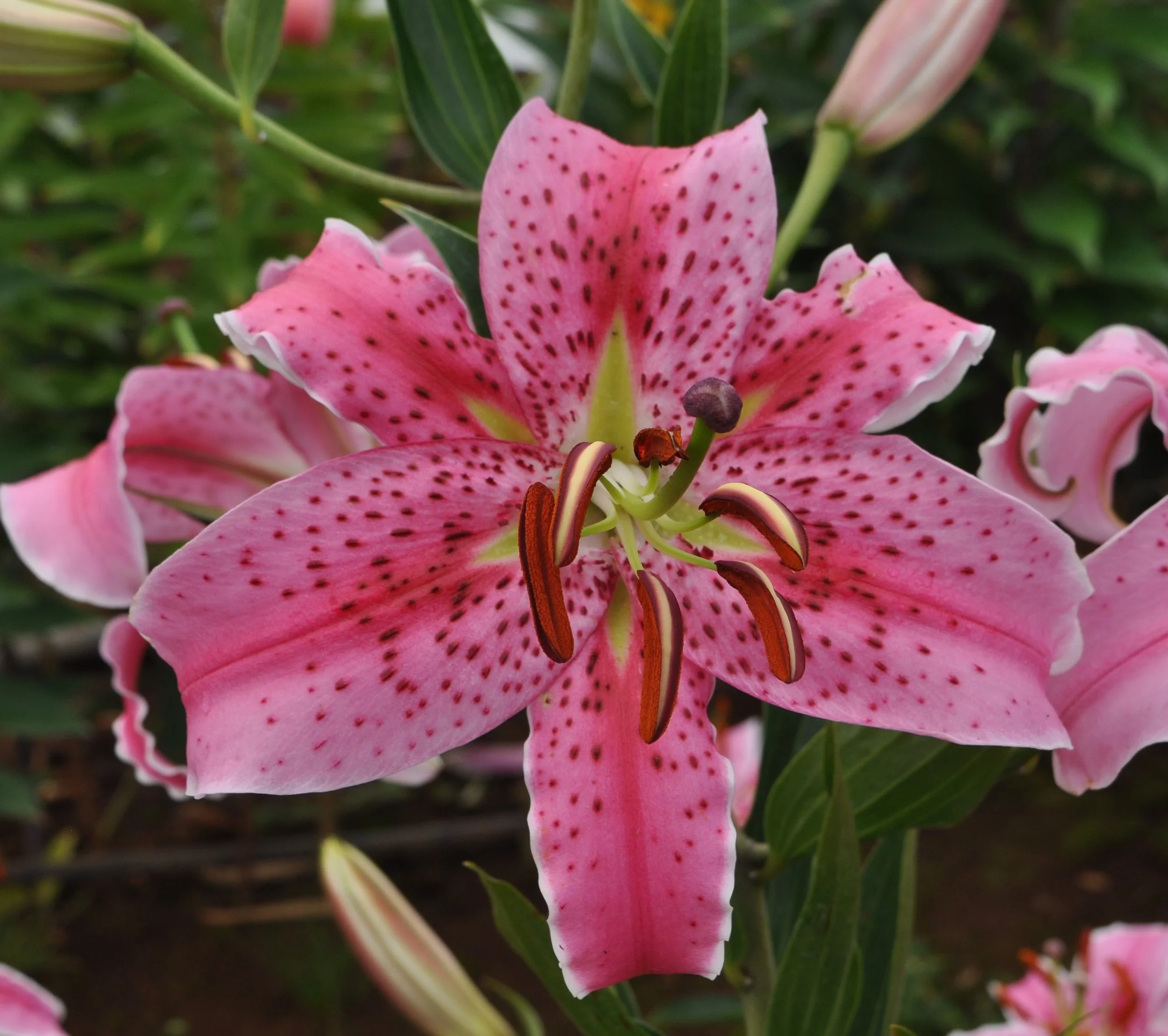Mak-Leek Specials — The Lily Garden
